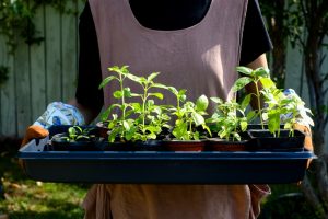 Here Are 10 Budget-Friendly Garden Projects to Start Before Spring