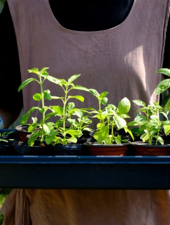 Here Are 10 Budget-Friendly Garden Projects to Start Before Spring