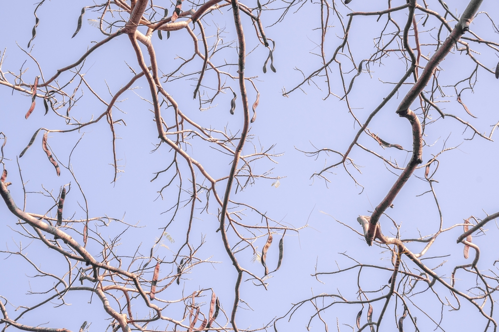 How Your Garden’s Colour Palette Changes when the Leaves Are Gone