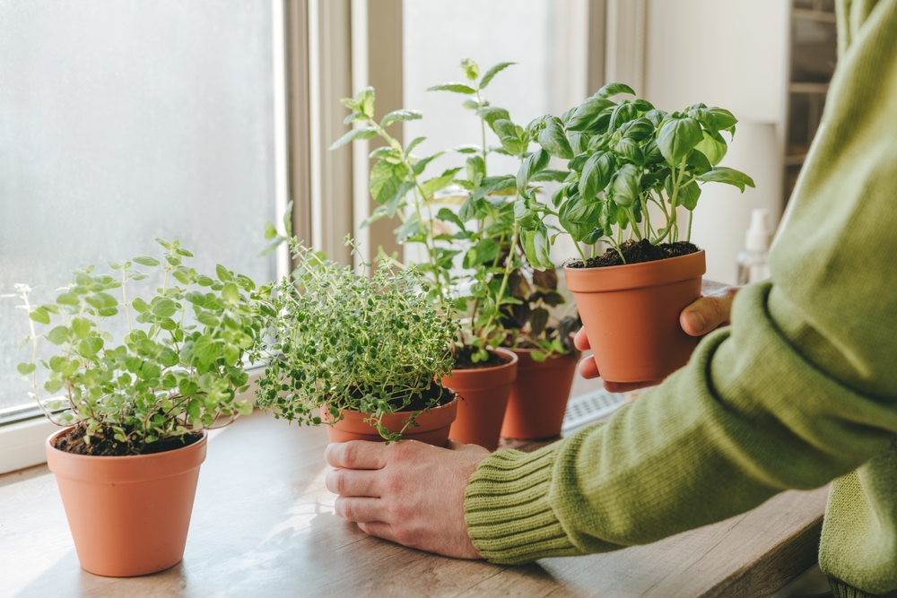 Here Are Indoor Herb Gardens Perfect for the Holiday Season