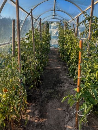 What’s the Real Benefit of Using Garden Covers and Tunnels?