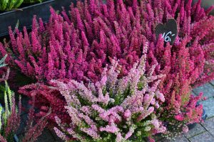 Here Are 9 Plants That Attract Beneficial Insects Even in Cold Weather