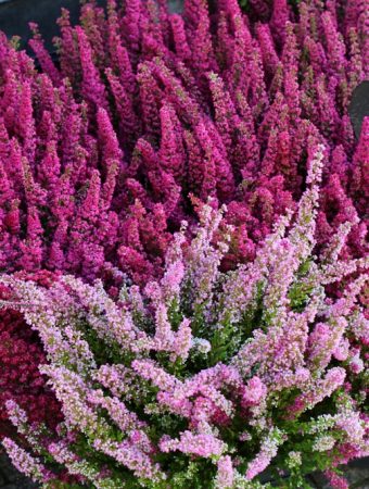 Here Are 9 Plants That Attract Beneficial Insects Even in Cold Weather