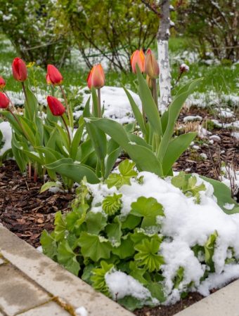 There Is A Secret to Maintaining Soil Health Under Snow