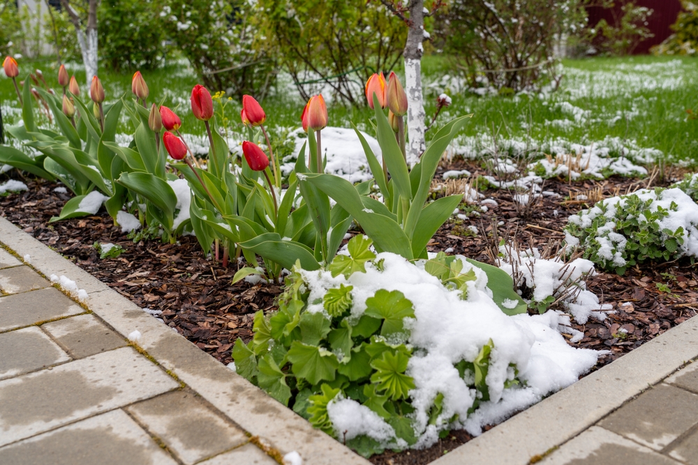 There Is A Secret to Maintaining Soil Health Under Snow