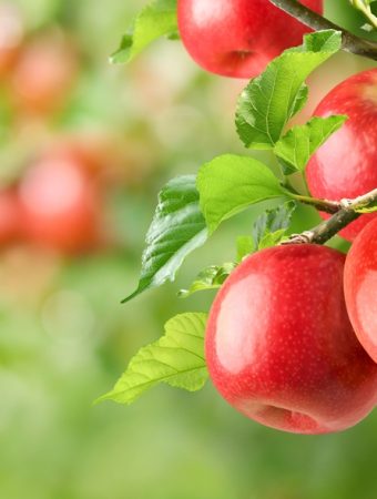 Here Is The Best Way to Prune Fruit Trees Before the Cold Sets In