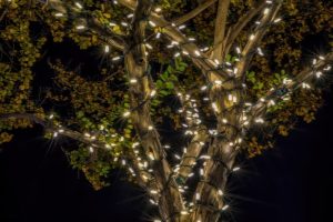 9 Ways to Use Garden Lights & Reflective Surfaces to Make Winter Plants Pop