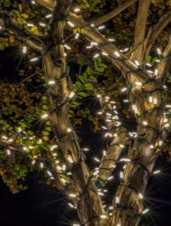 9 Ways to Use Garden Lights & Reflective Surfaces to Make Winter Plants Pop