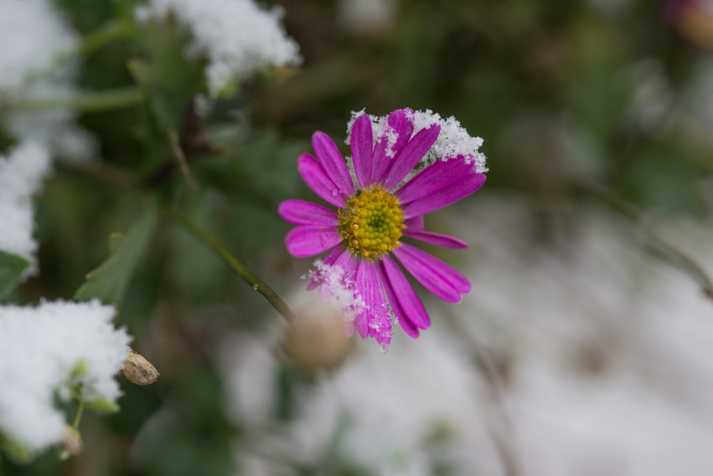 Is Your Garden Ready for the First Snowfall?