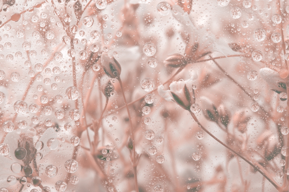 There Are Certain Things That Every Gardener Should Know About Frost Protection