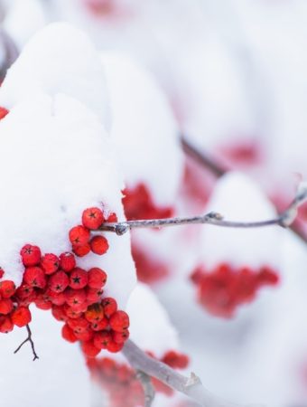 You Can Use Berry-Bearing Shrubs for Winter Garden Drama