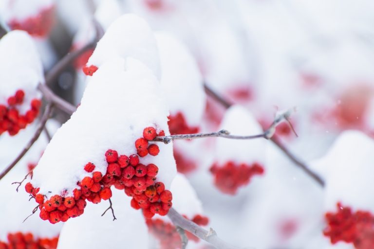 You Can Use Berry-Bearing Shrubs for Winter Garden Drama