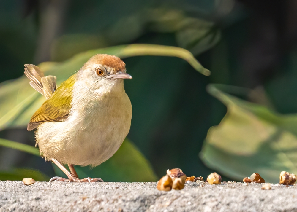 Choose Plants That Thrive When Everything Else Goes Dormant