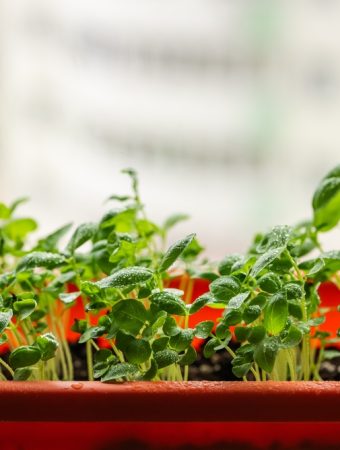 Is Starting Seeds Indoors in Winter Really Worth the Cost?
