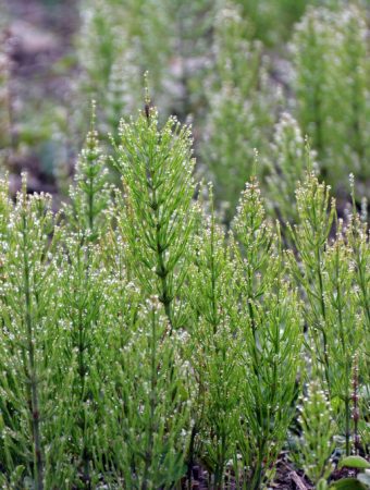 Here Are 5 Weeds That Look Harmless but Can Ruin an Entire Garden Bed