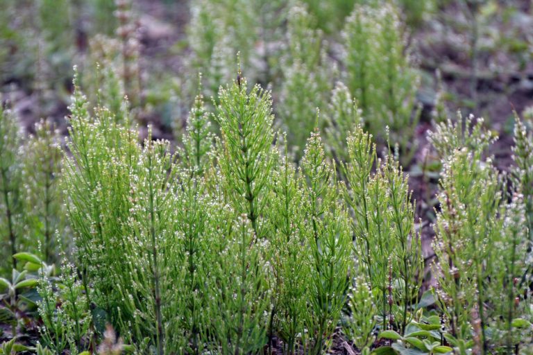 Here Are 5 Weeds That Look Harmless but Can Ruin an Entire Garden Bed