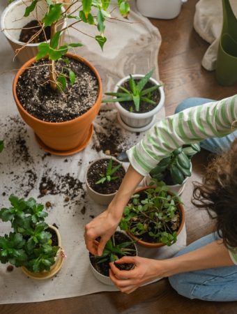 Why More Gardeners Are Growing Rare Plants Indoors
