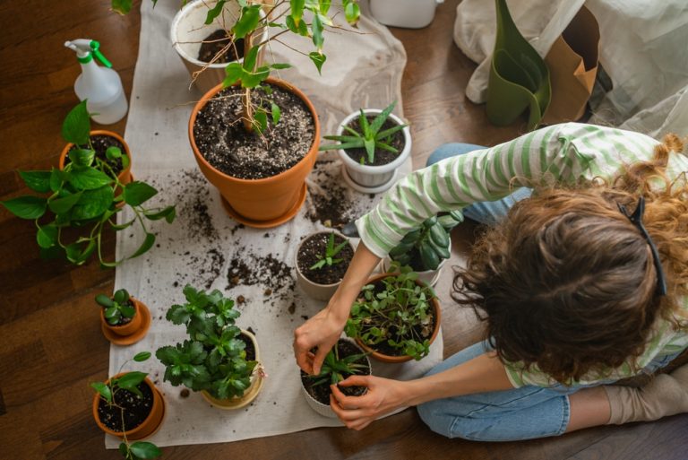 Why More Gardeners Are Growing Rare Plants Indoors