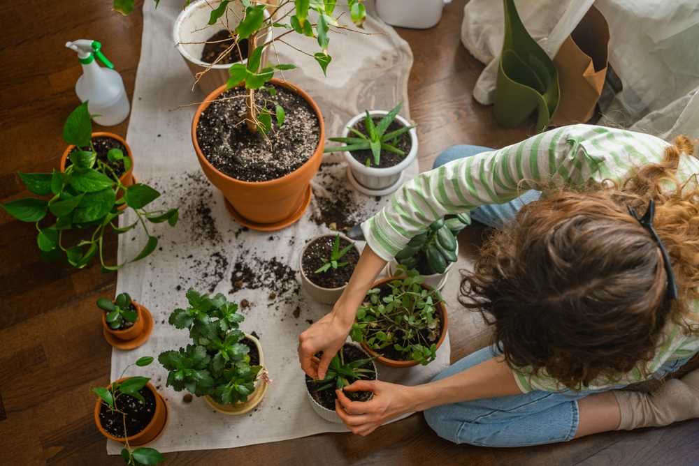 Why More Gardeners Are Growing Rare Plants Indoors