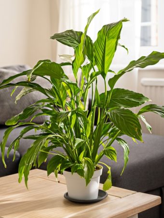 Here Are 10 Plants That Are Tough Enough for New Gardeners to Never Kill