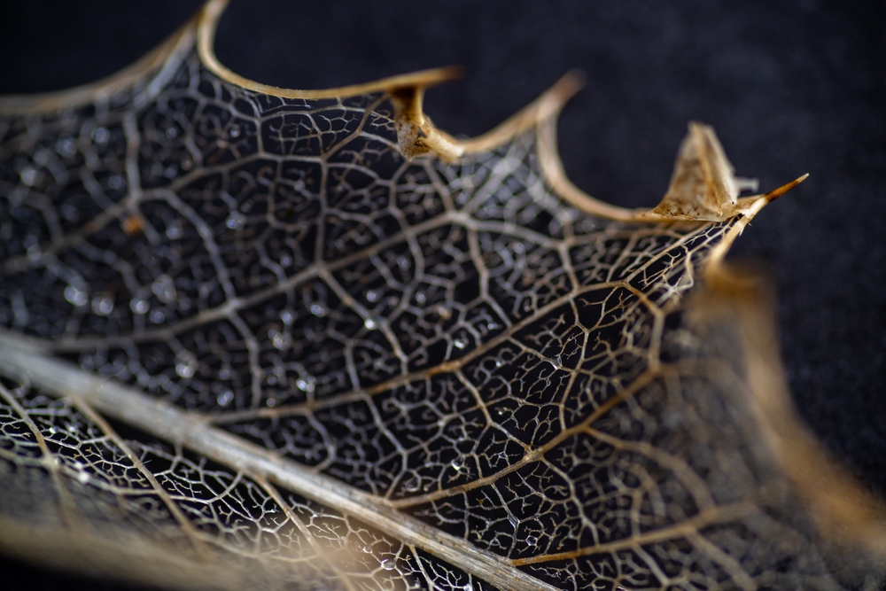 There Are Ways To Build Soil Over Winter Using Leaves, Compost & More