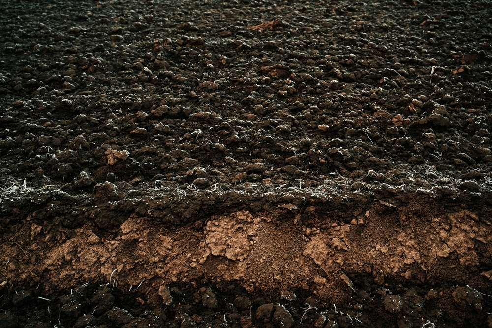 Why Some Gardeners Say Winter Is the Best Time to Plant