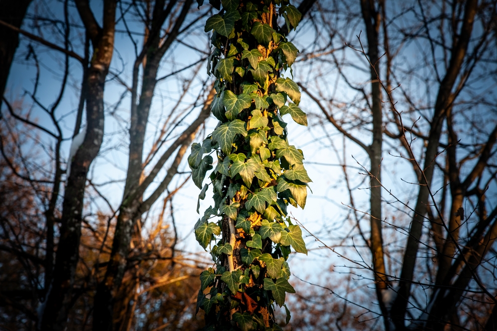 One Invasive Vine Can Choke Out Your Entire Garden in Weeks