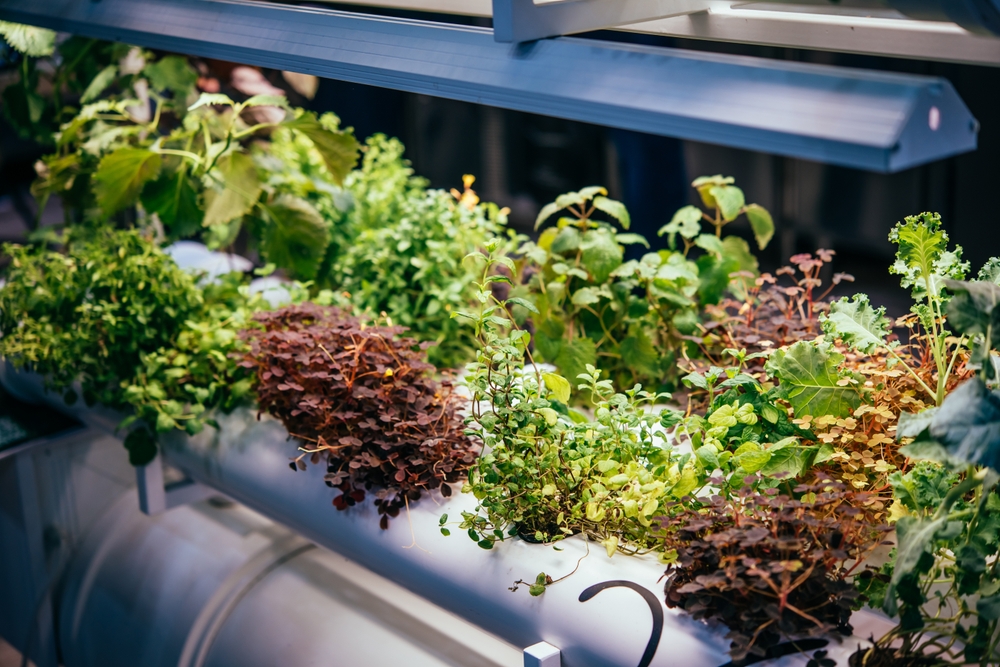 7 Cold-Weather Herbs That Taste Better Than Store-Bought