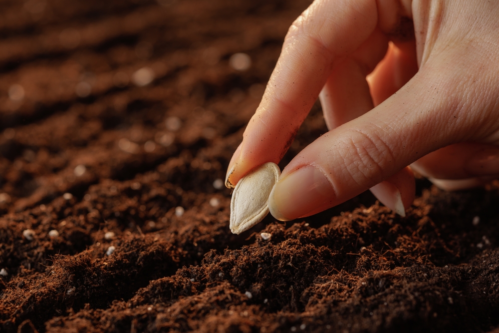 Late-Season Seeds Can Give You a Head Start for Spring