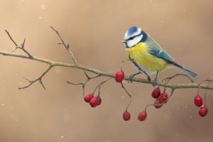There Are May Birds-&-Wildlife Friendly Plants to Add in Winter