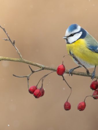 There Are May Birds-&-Wildlife Friendly Plants to Add in Winter