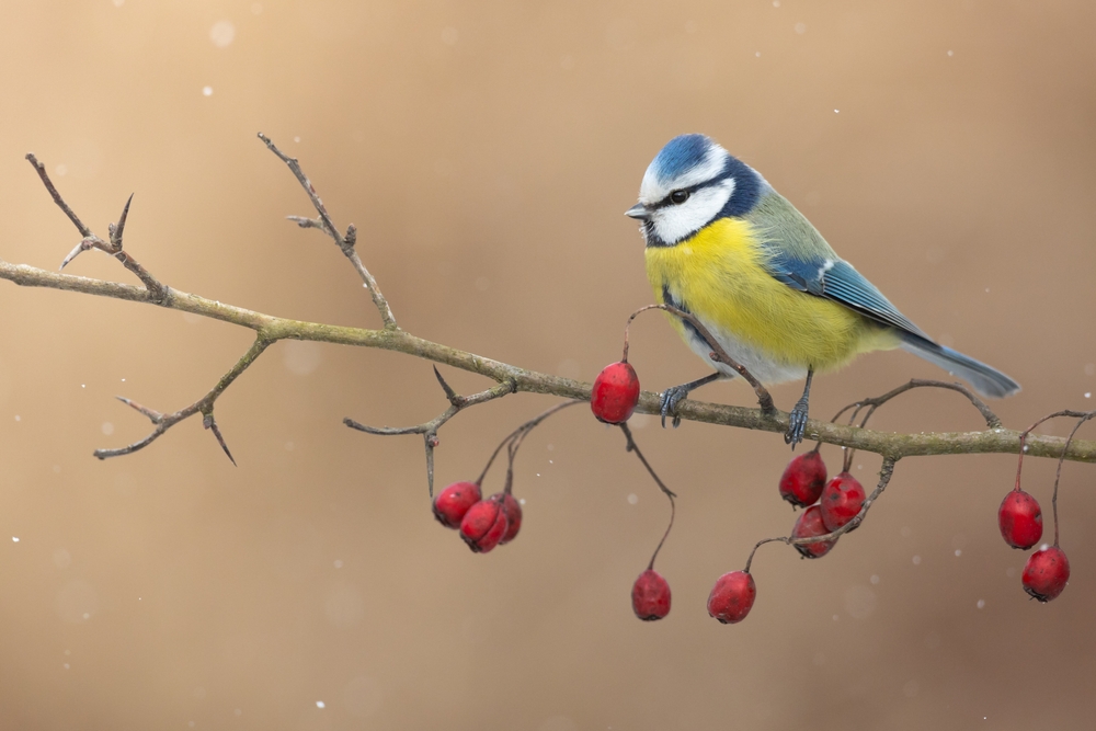 There Are May Birds-&-Wildlife Friendly Plants to Add in Winter