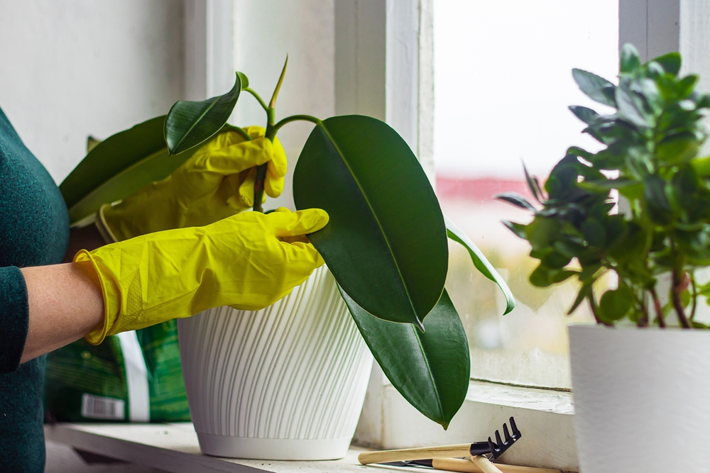 10 Houseplants That Clean the Air Better Than Purifiers