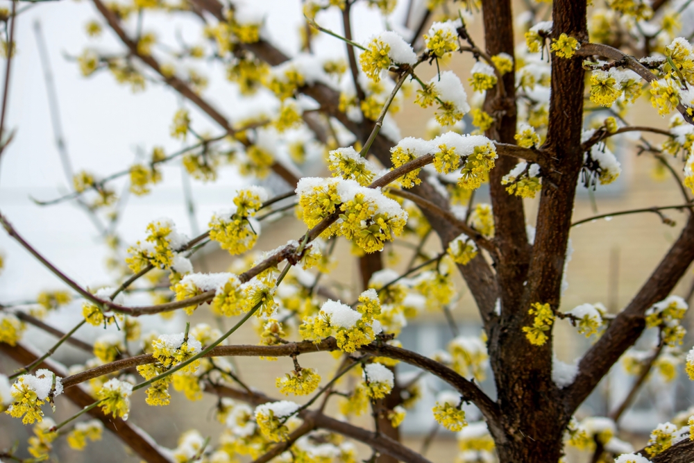 Here Are 14 Garden Tasks to Do Before the First Snow Flurry