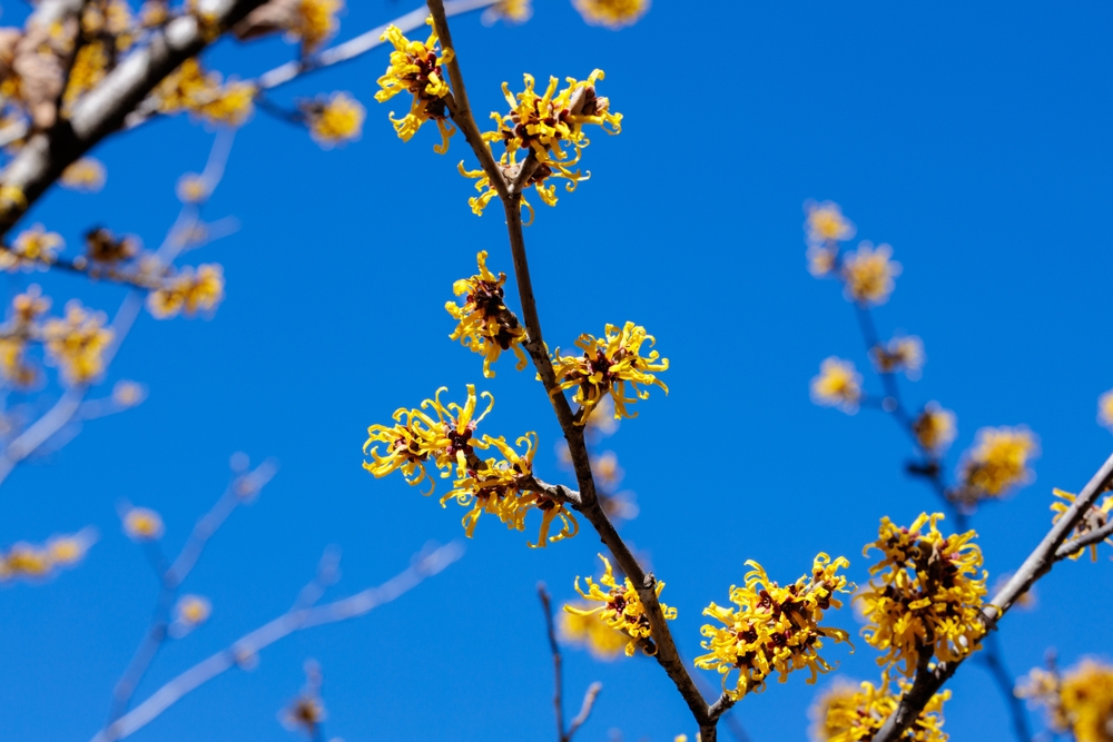9 Shrubs That Stay Shockingly Colorful Even in the Coldest Months