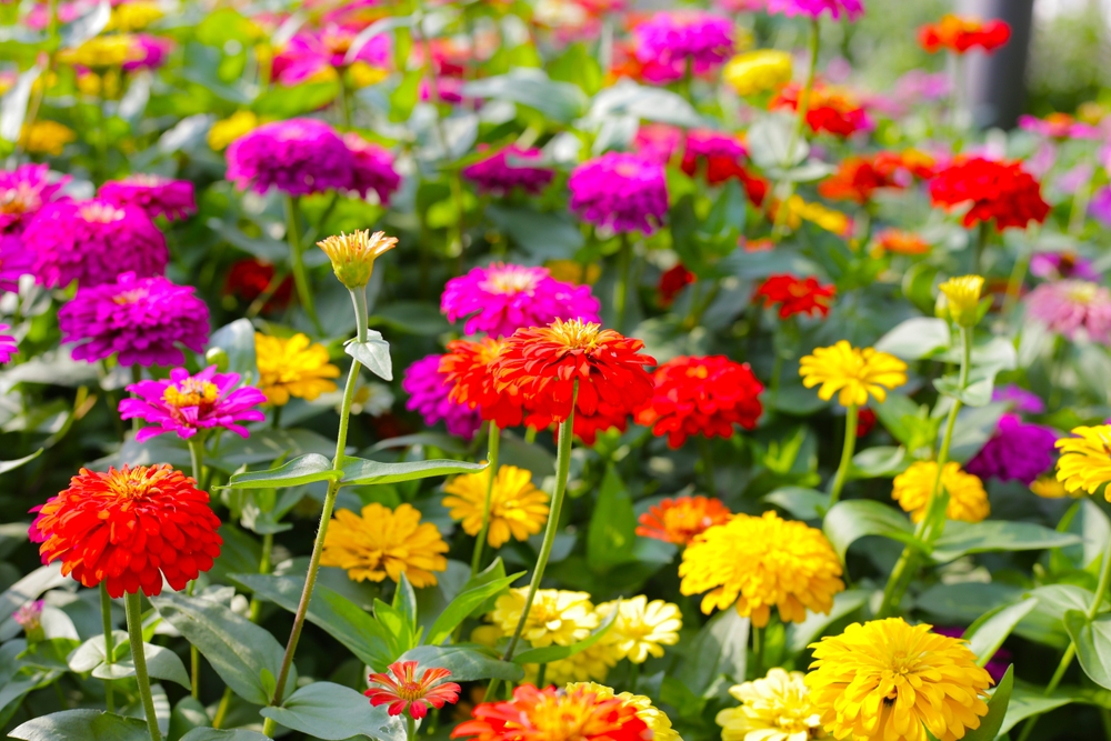 Here's What What You Should Plant Now That Will Bloom in Early Spring