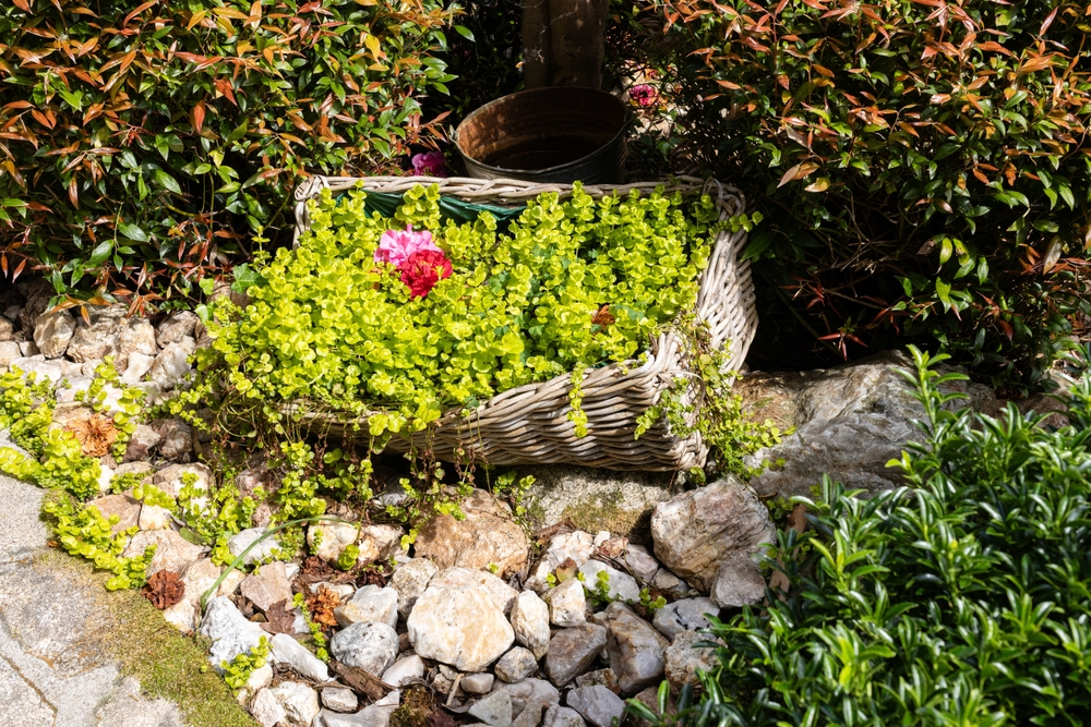 The Creeping Weed That Spreads Faster Than Crabgrass