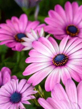 Here's What What You Should Plant Now That Will Bloom in Early Spring