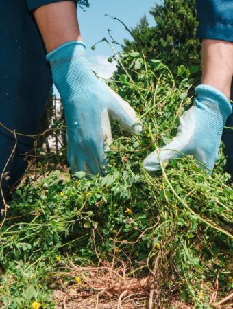 Are You Accidentally Encouraging Weeds Without Realizing It?