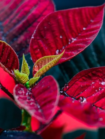 Do Holiday Plants Belong in Your Outdoor Garden or Just Indoors?