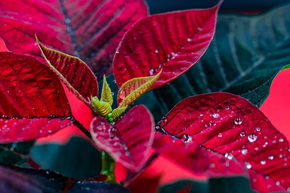 Do Holiday Plants Belong in Your Outdoor Garden or Just Indoors?