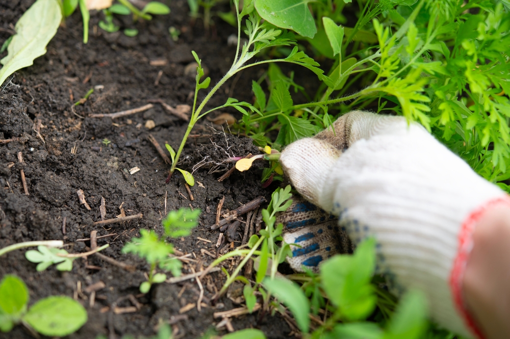 Here Are The 5 Most Aggressive Weeds During Winter