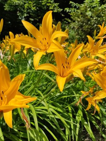 These Are 6 Unusual Edible Plants You Can Add to Your Garden This Season