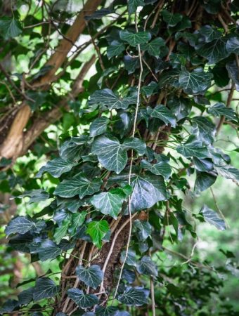 One Invasive Vine Can Choke Out Your Entire Garden in Weeks