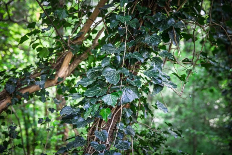 One Invasive Vine Can Choke Out Your Entire Garden in Weeks