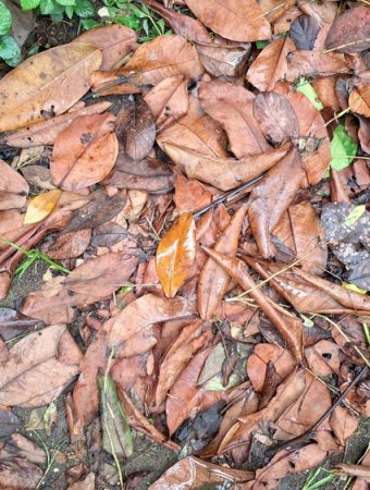 Leaf Mold Can Turn Yard Waste Into Next Year’s Best Soil