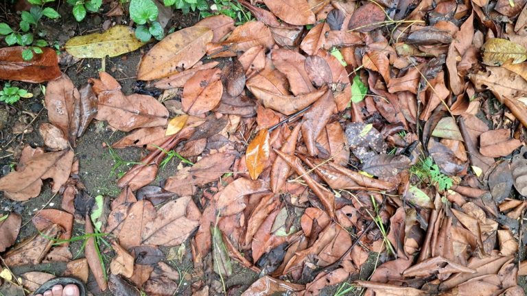 Leaf Mold Can Turn Yard Waste Into Next Year’s Best Soil