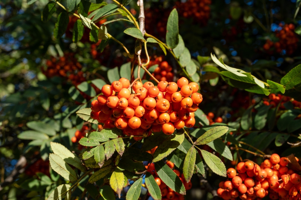 How Your Garden’s Colour Palette Changes when the Leaves Are Gone