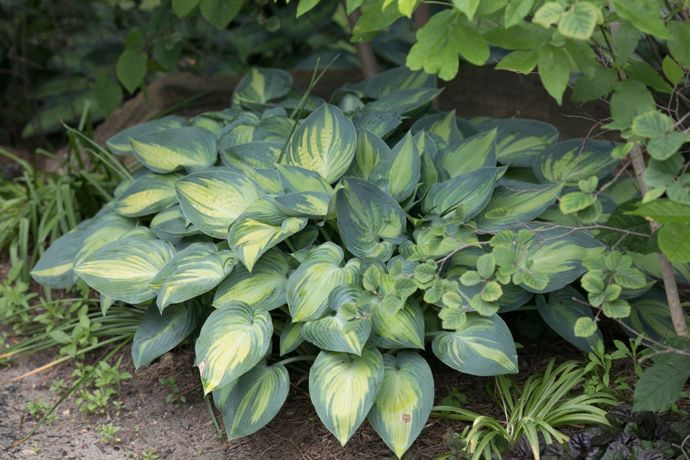 Here Are 11 Hardy Plants That Bounce Back Faster Than You Think After Winter