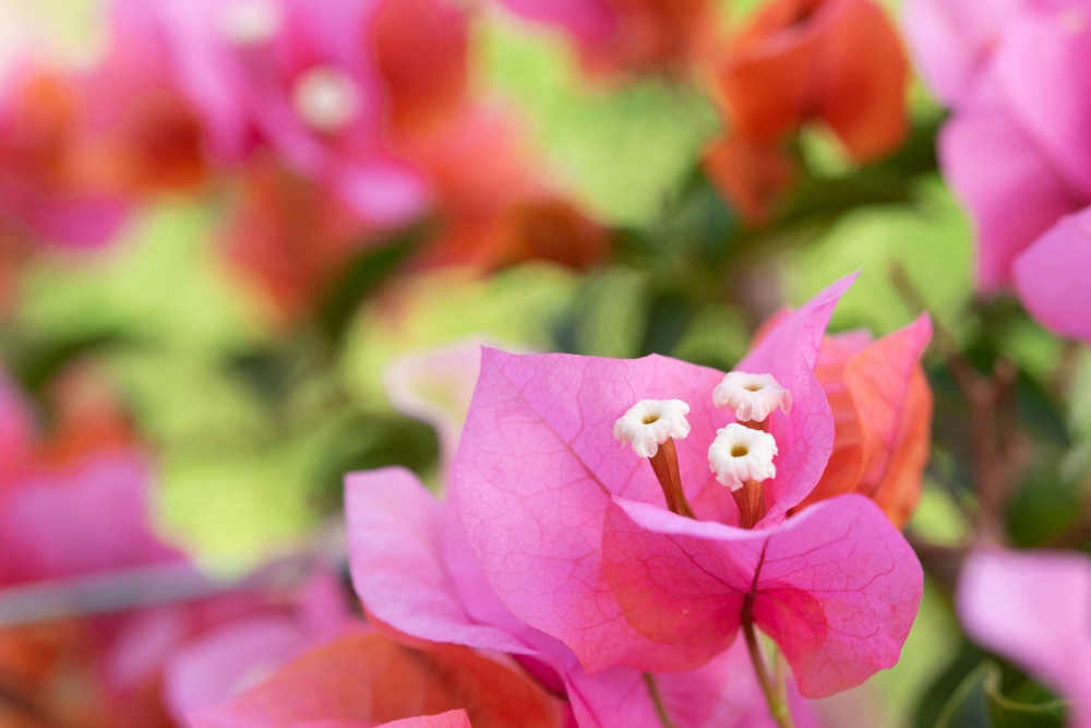 Here Are 10 Garden Trends Set to Take Over in the New Year